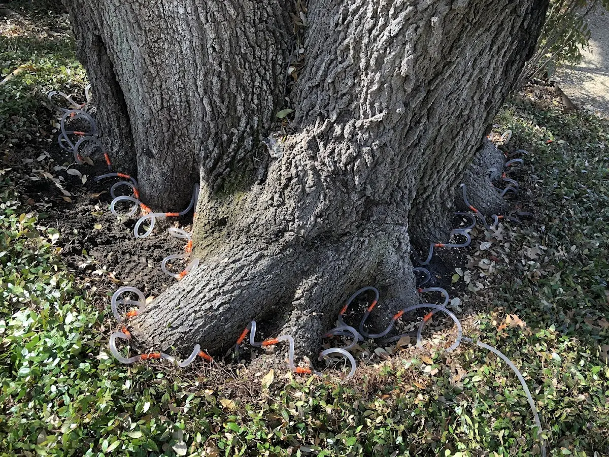 Detailed Tree Cabling and Bracing job site in Nunam Iqua
