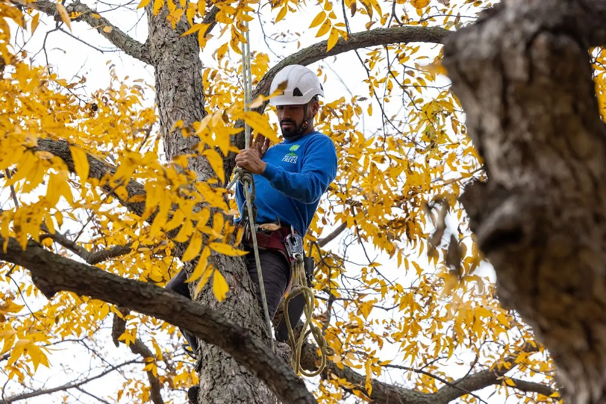 Skilled Tree Pruning crew working in Nunam Iqua